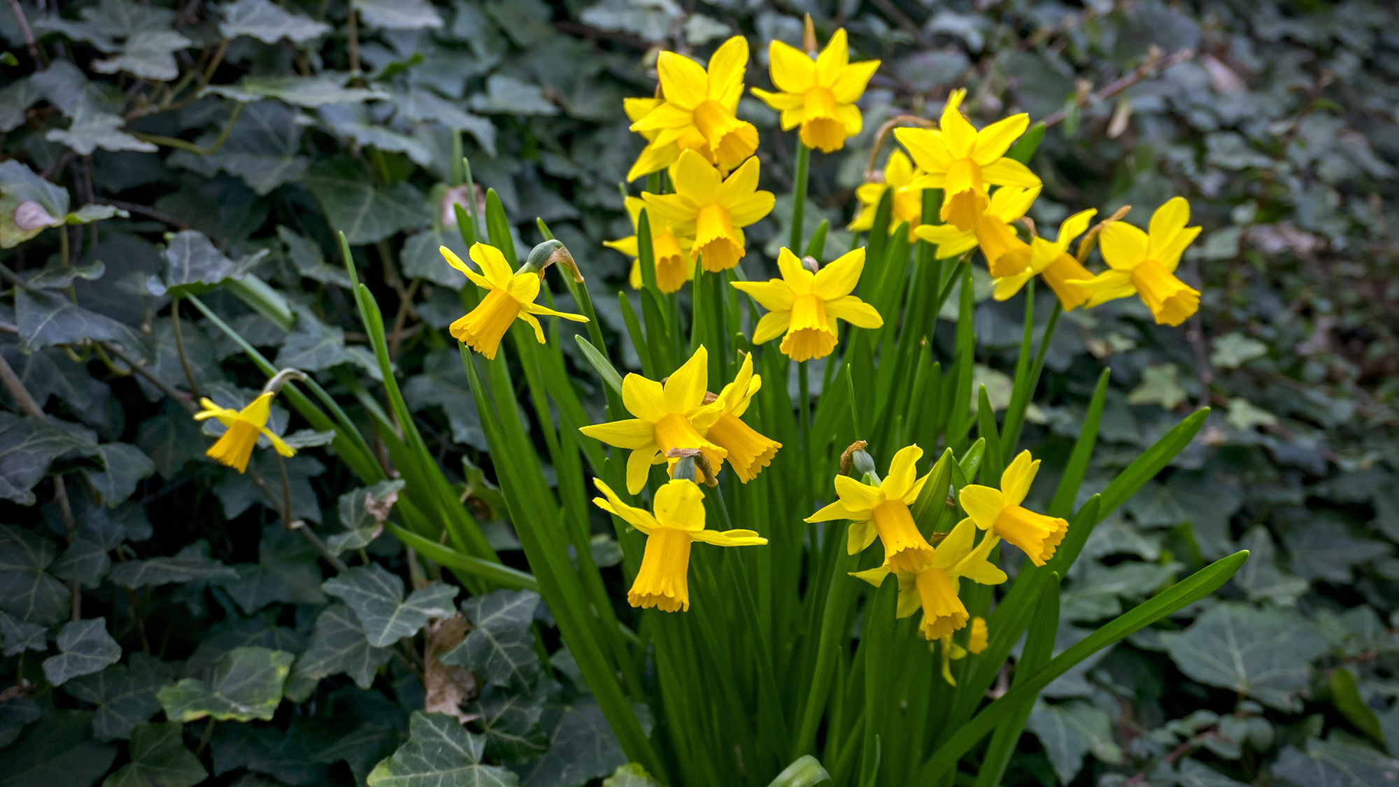Cluster of daffodils