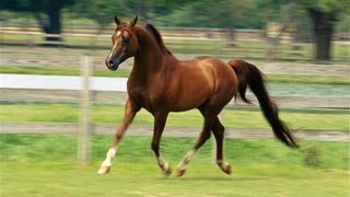 Arabian horse trotting in paddock