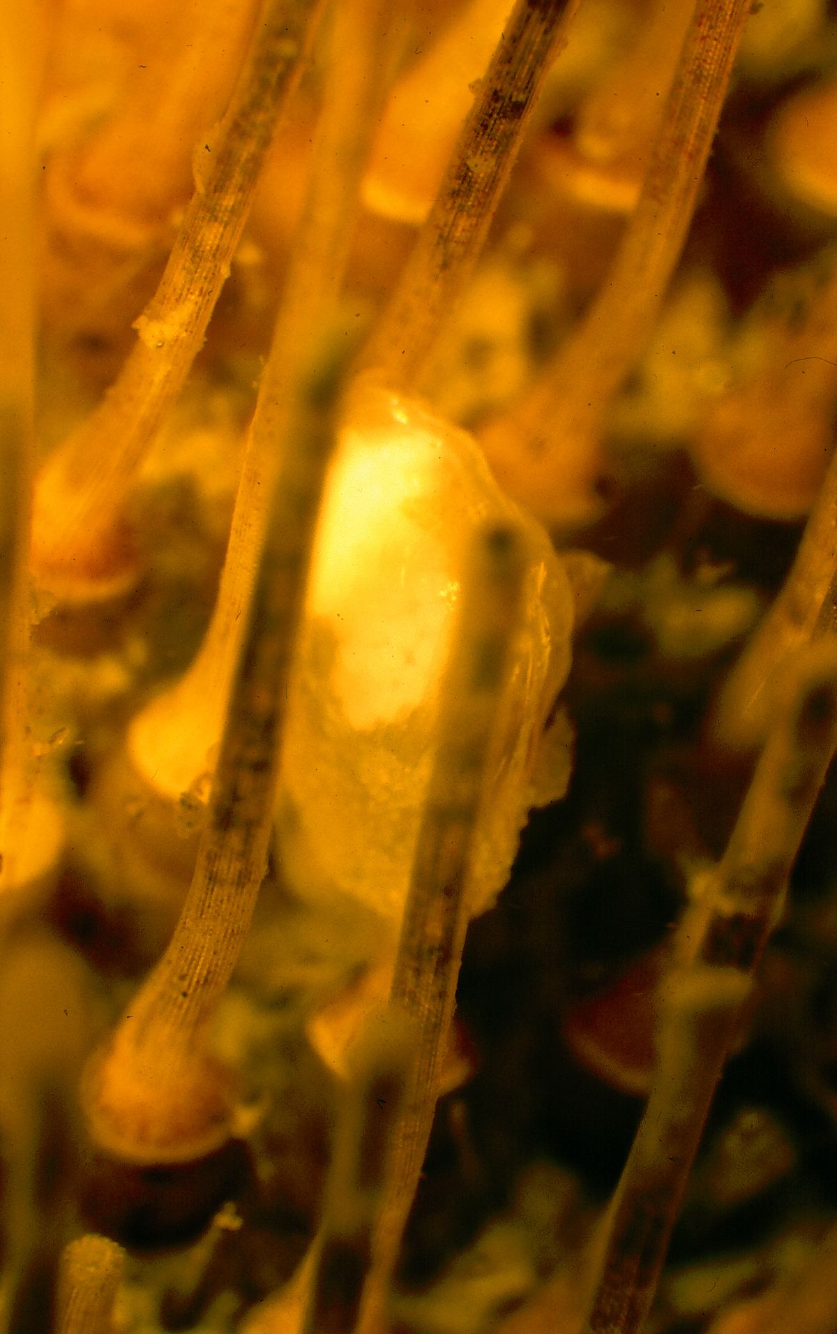 A clam of the newfound species Waldo arthuri climbs along the spines of a sea urchin. 