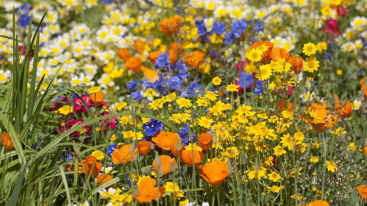 7 Benefits Of A Wildflower Garden — And Why You Should Grow One 