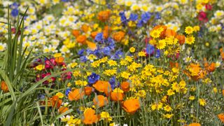 A selection of growing wildflowers