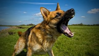 German Shepherd outside on sunny day barking with aggressive expression