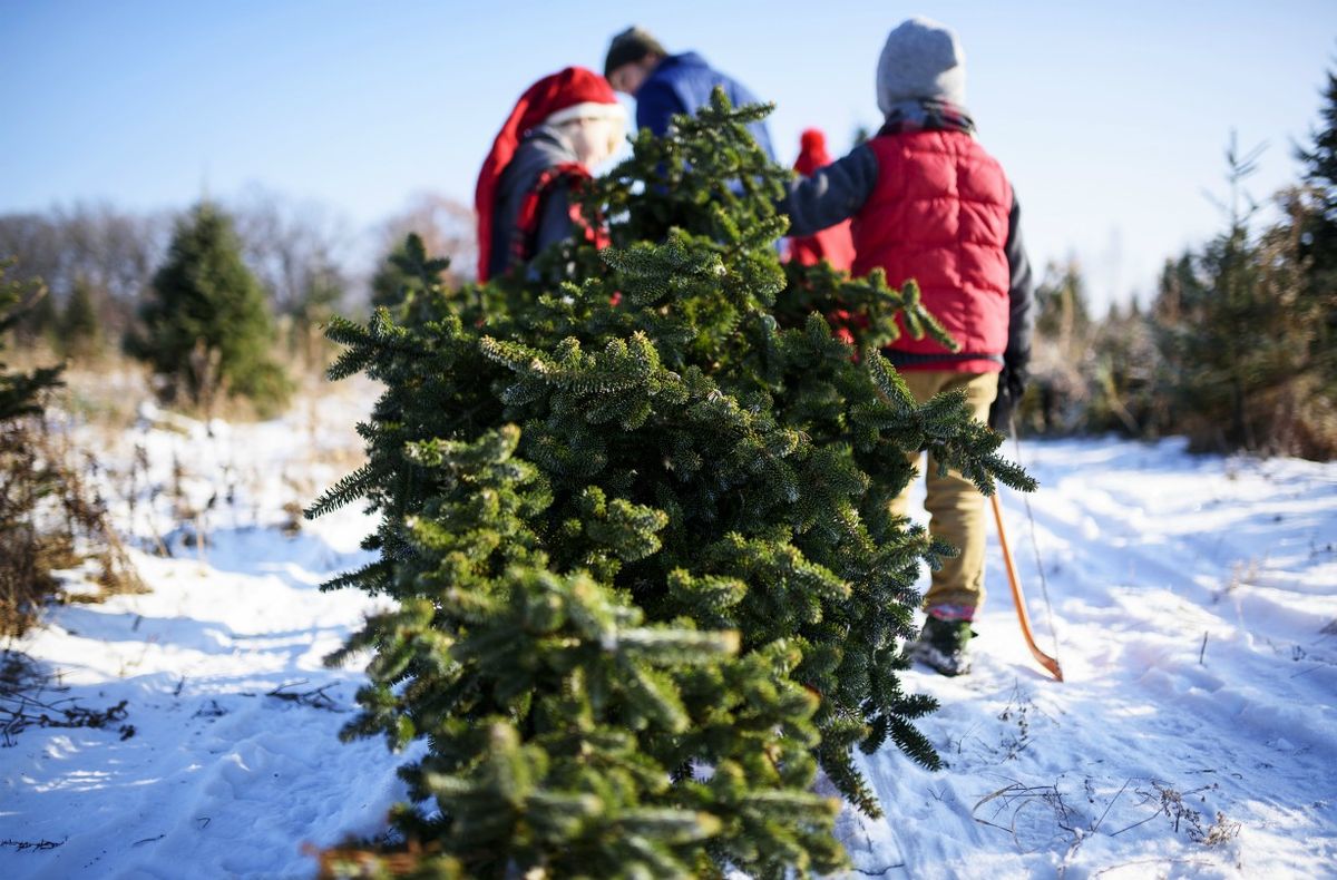 Best Christmas tree farm locations in the UK ahead of Christmas GoodTo