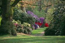 The rhododendron bushes in full display at the Valley Gardens in Windsor Great Park.