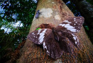 A butterfly and a beetle on a tree trunk