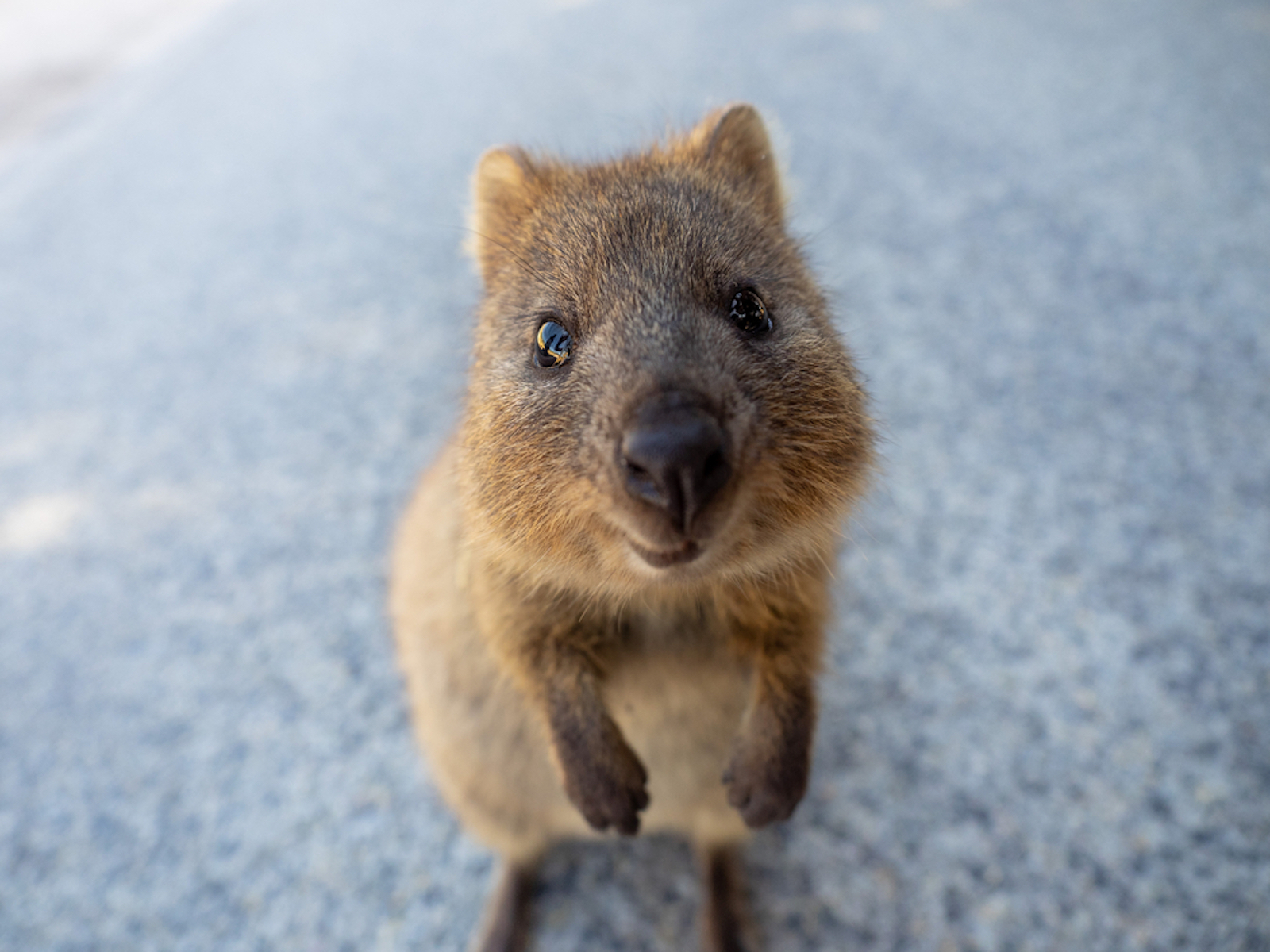 A quokka, a small adorable mammal, looks at a camera.