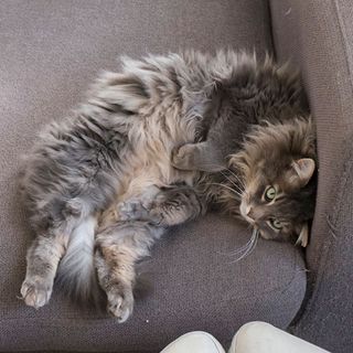 cat lying on sofa