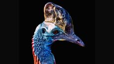 Southern cassowary is found in New Guinea as well as Queensland in northeastern Australia.