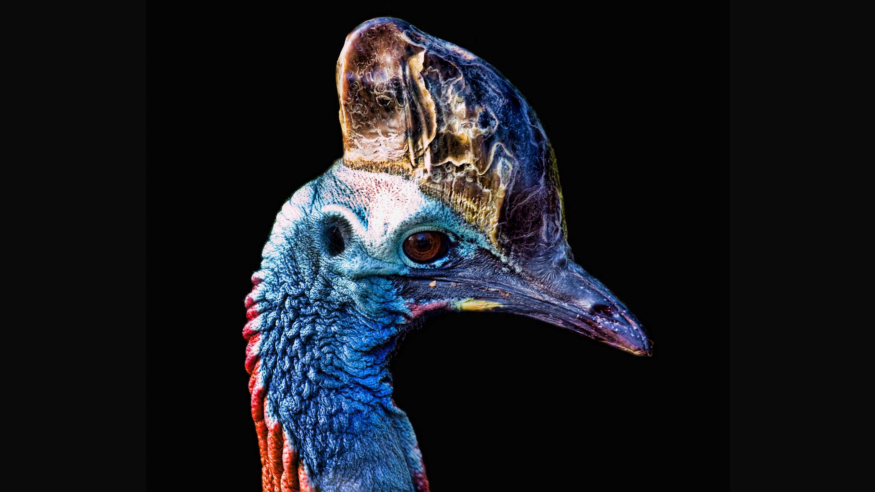 Southern cassowary is found in New Guinea as well as Queensland in northeastern Australia.