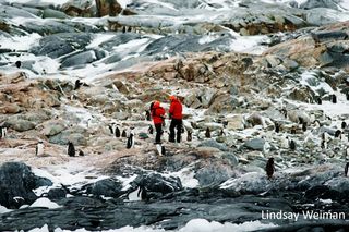 Gemma Clucas and Tom Hart collecting samples from a gentoo penguin colony on Pleneau Island