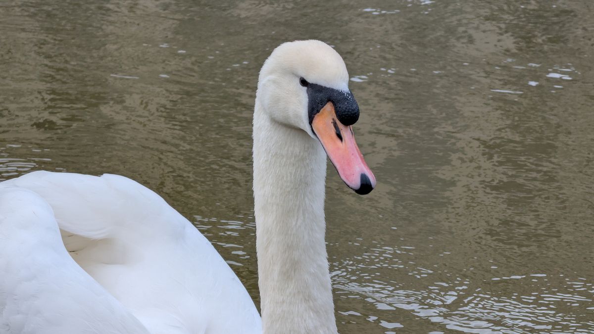 A photo of a bird taken on a Google Pixel 10 Pro XL