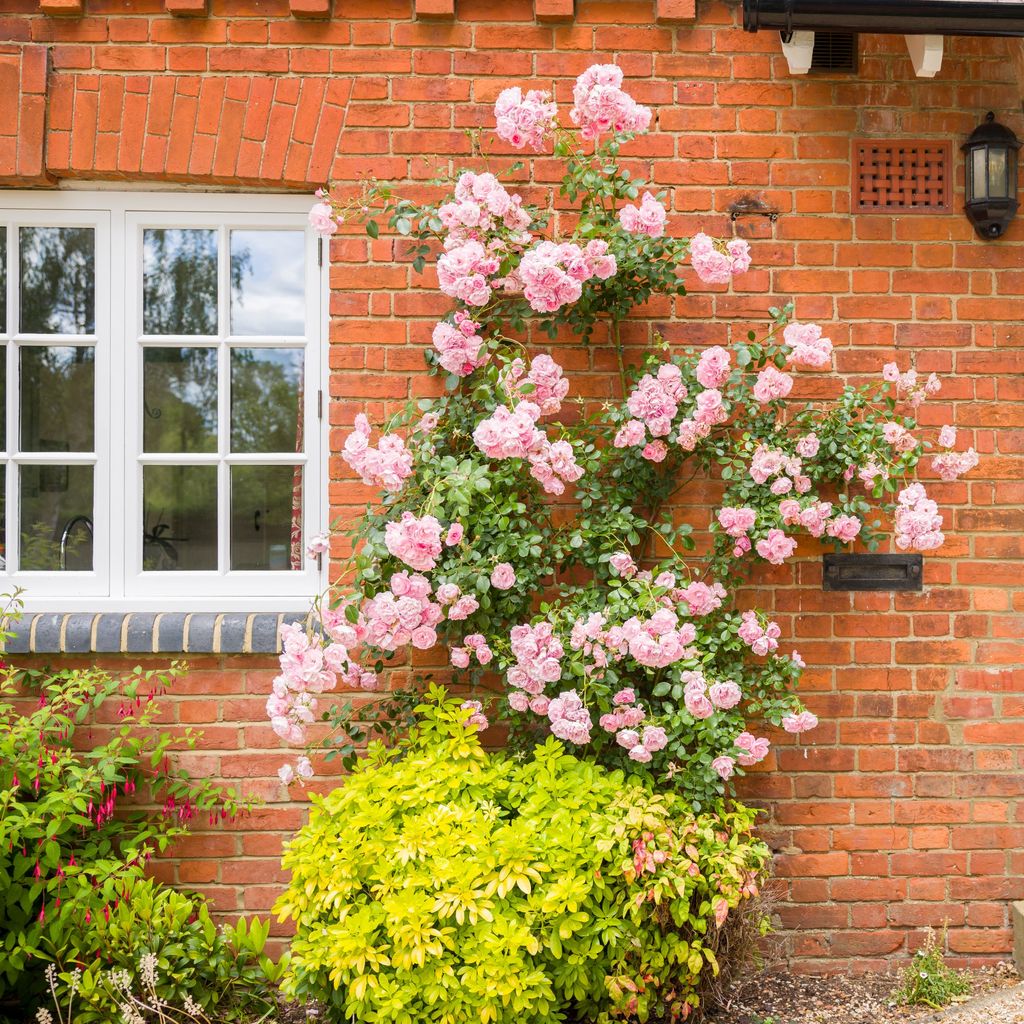 Experts advise how to prune climbing roses for winter Ideal Home