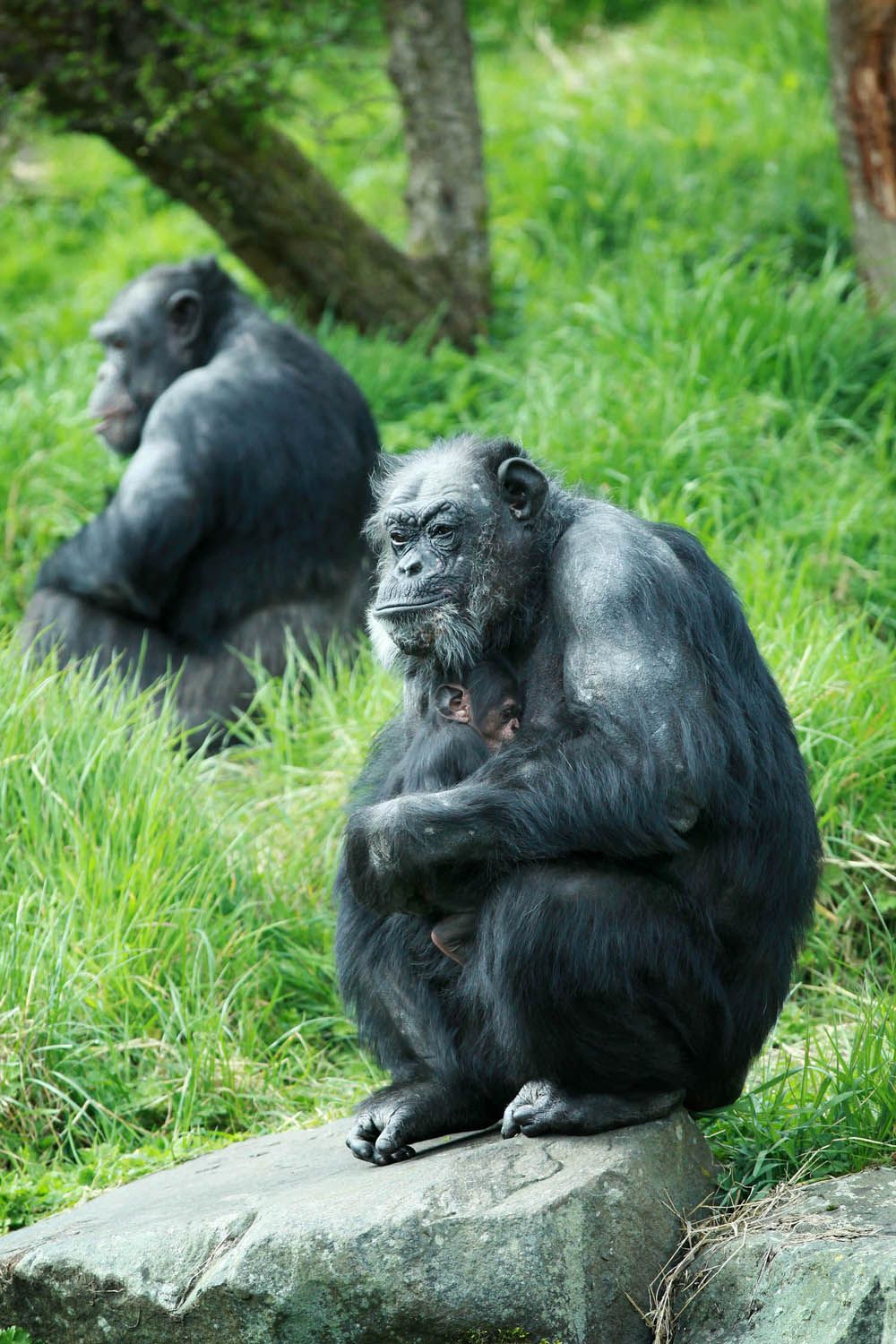 chimpanzee, belfast zoo