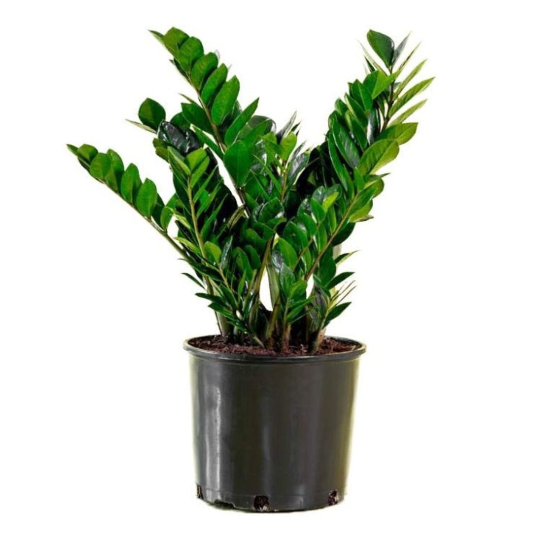 Tanaman ZZ dalam pot hitam
