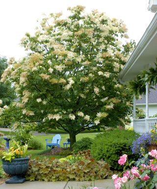 Front yard of house with Syringa reticulata 'Ivory Silk', tree lilac