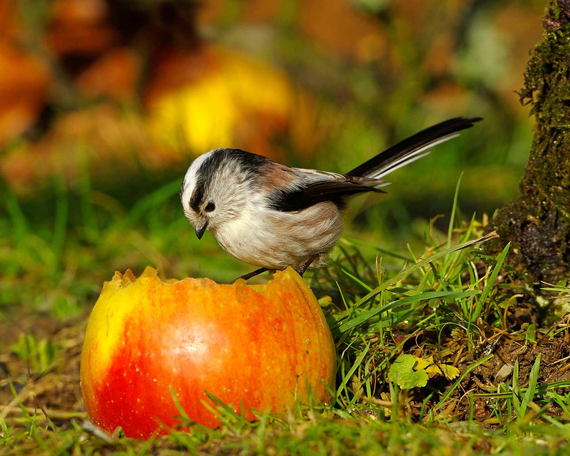 what-not-to-feed-wild-birds-8-things-to-avoid-gardeningetc