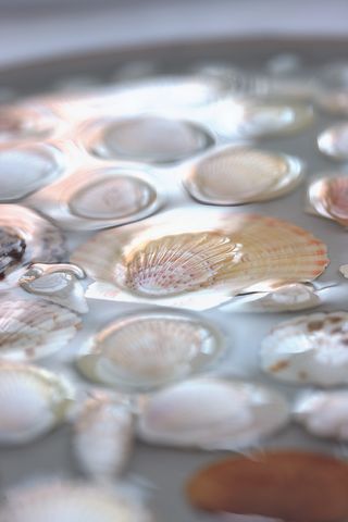 Close up of the shell tray