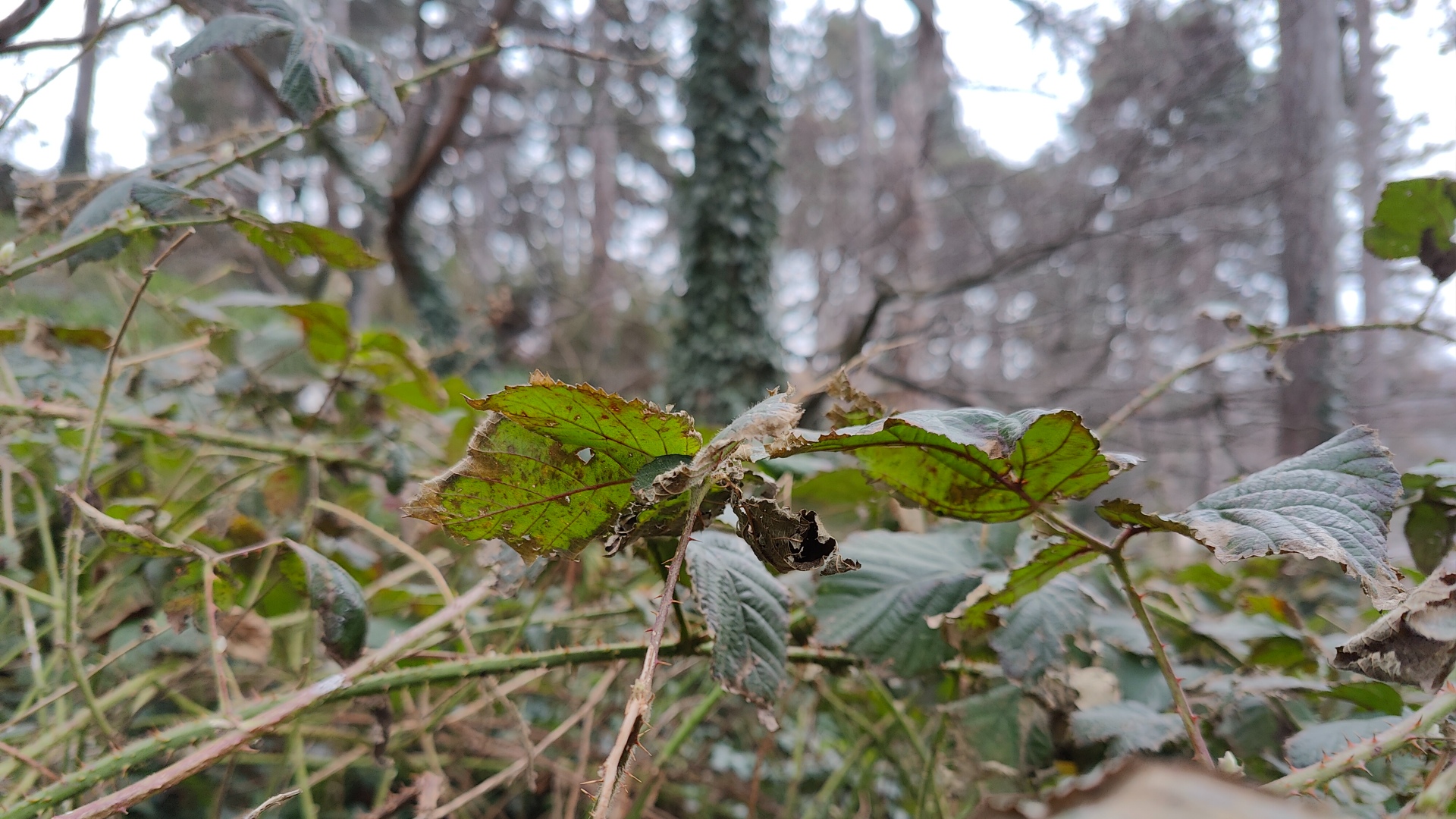 OnePlus 10 Pro
