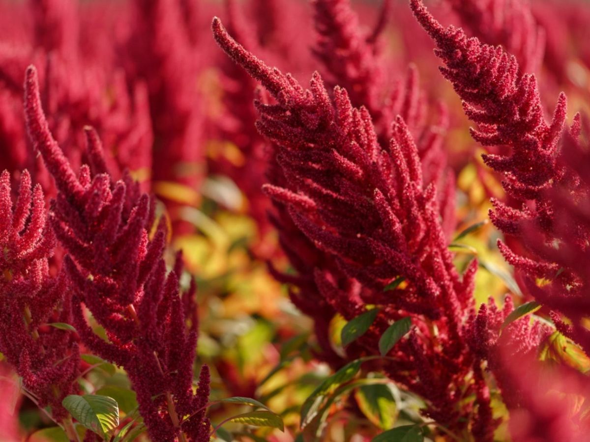Growing Amaranth: How To Grow Amaranth Plants | Gardening Know How