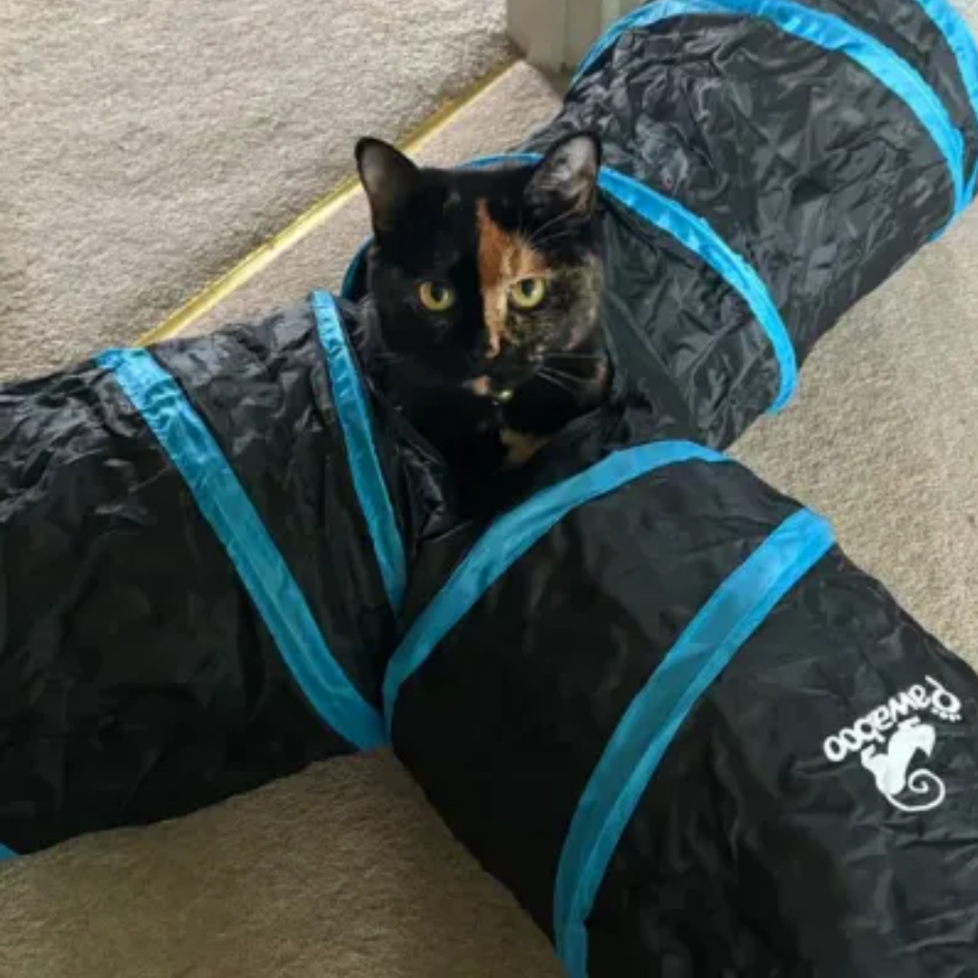 Kathryn's cat inside the Pawaboo cat tunnel, one of the best cat toys