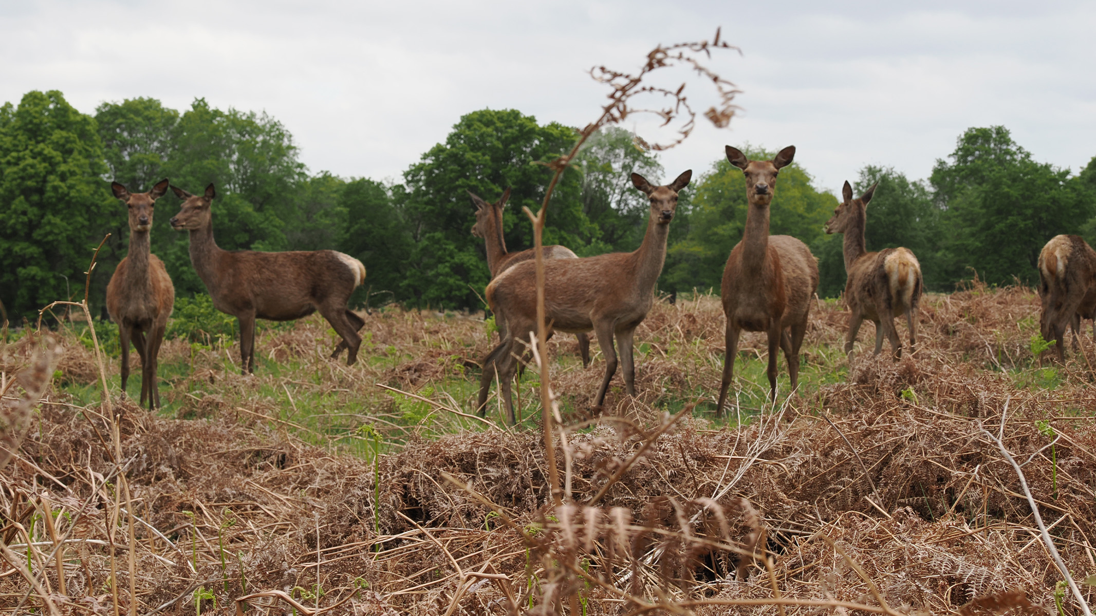 deer in a field