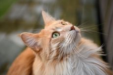 Maine Coon cats have very long whiskers