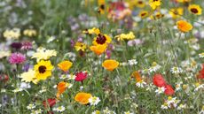 Wildflower meadow in summer, with orange poppies and white chamomile blooms