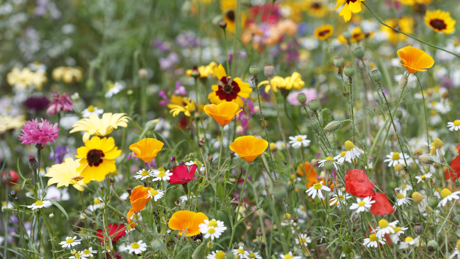 Wildflower meadow in summer, with orange poppies and white chamomile blooms