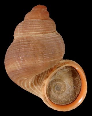 tudorella sulcata snail