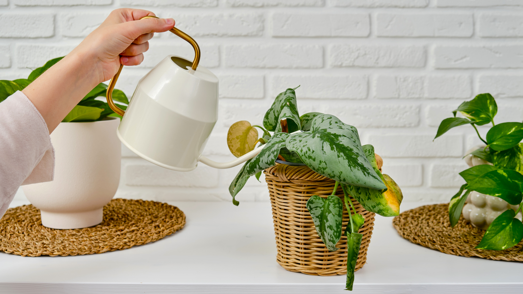 woman's hand watering a sickly scindapsus plant with other plants in background