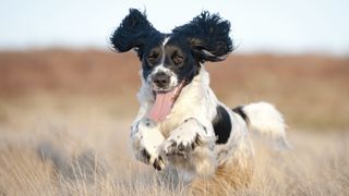 Springer spaniel running in field