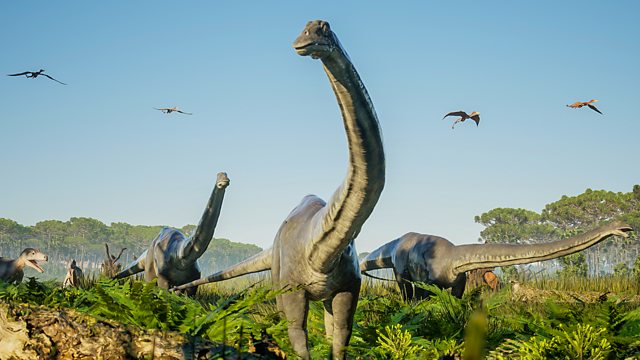 A group of Diplodocus