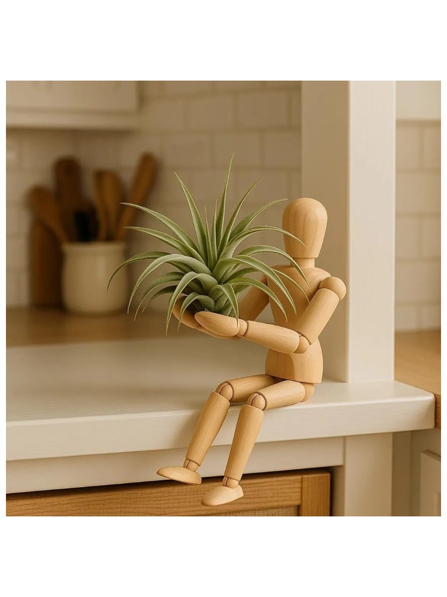 IGVATA, Air Plants and Air Plant Holder Desk - Wooden Cute Live Tillandsia Holder for Window | Office Stress-Relief Stand | Gift for Plant Lover