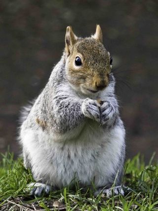 grey squirrel