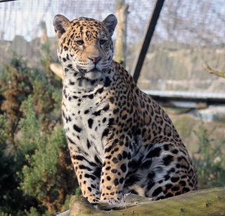 Edinburgh Zoo's new female jaguar, Rica.