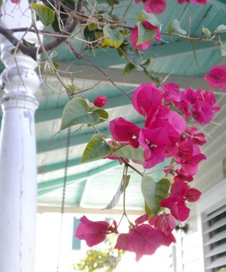pink Bougainvillea on Key West Veranda