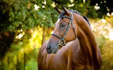 Dengie-Feature-PIc