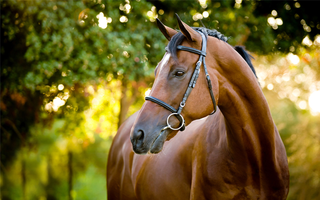 Dengie-Feature-PIc