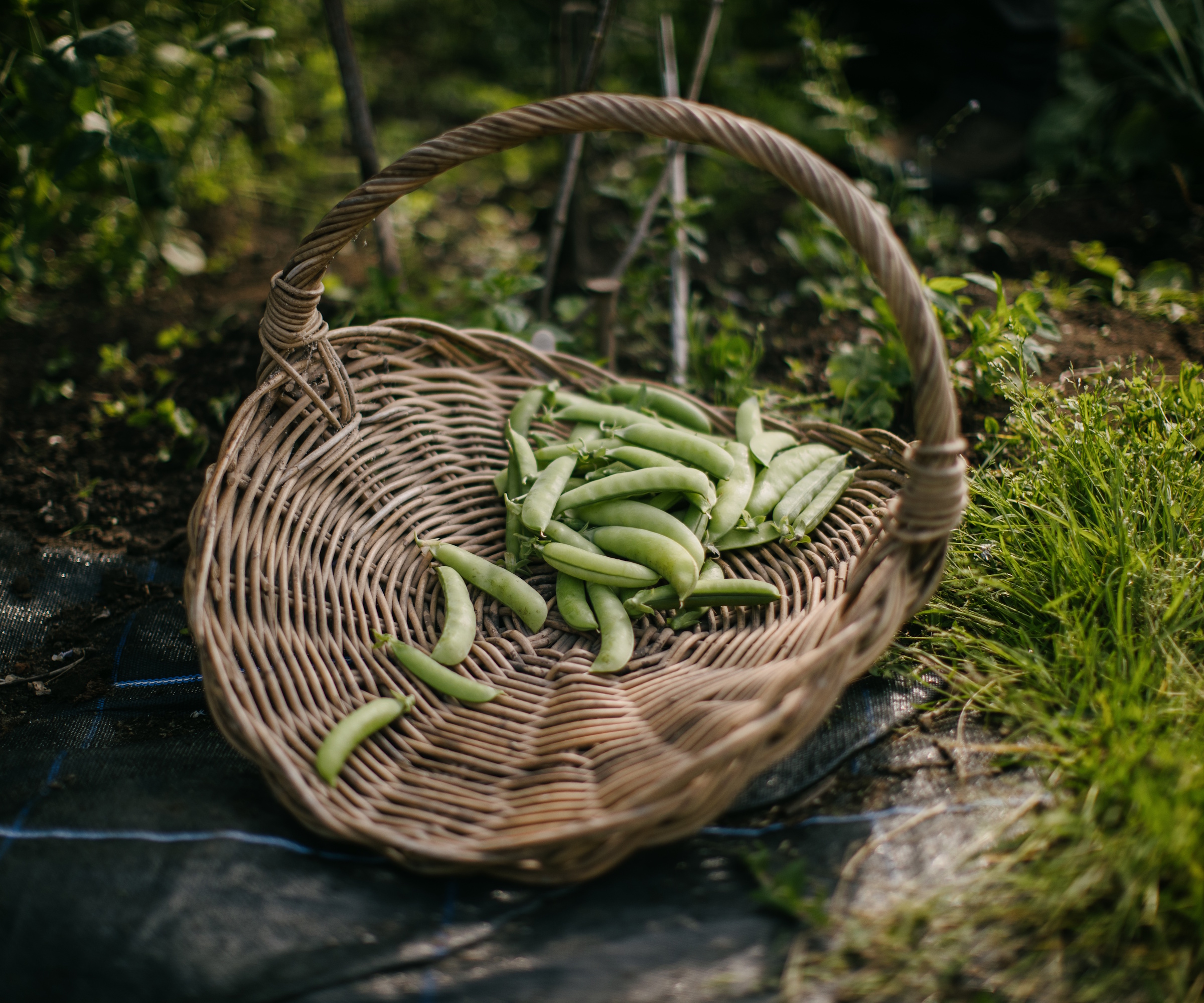 Peas in harvest basket in Dalmeny Walled Garden