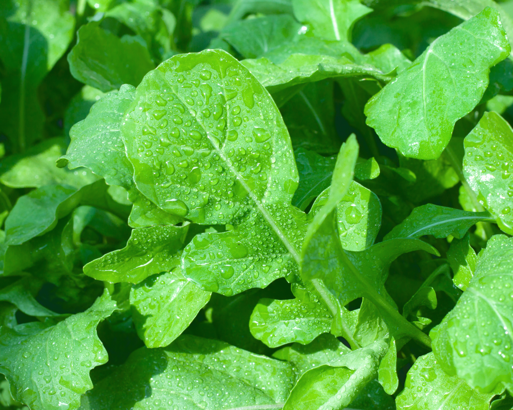 fresh arugula leaves growing in a garden