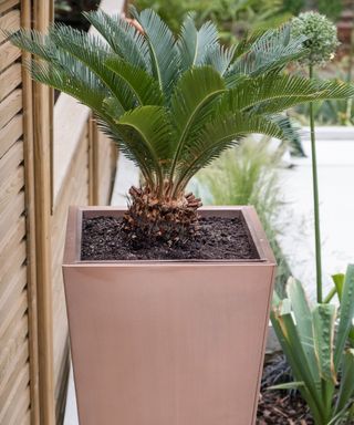 A palm in an oversized planter