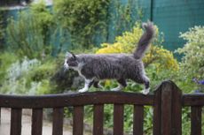 Plants that are poisonous to cats: cat on fence