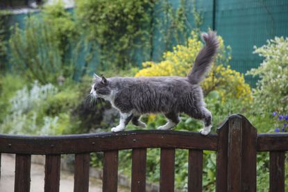 Plants that are poisonous to cats: cat on fence