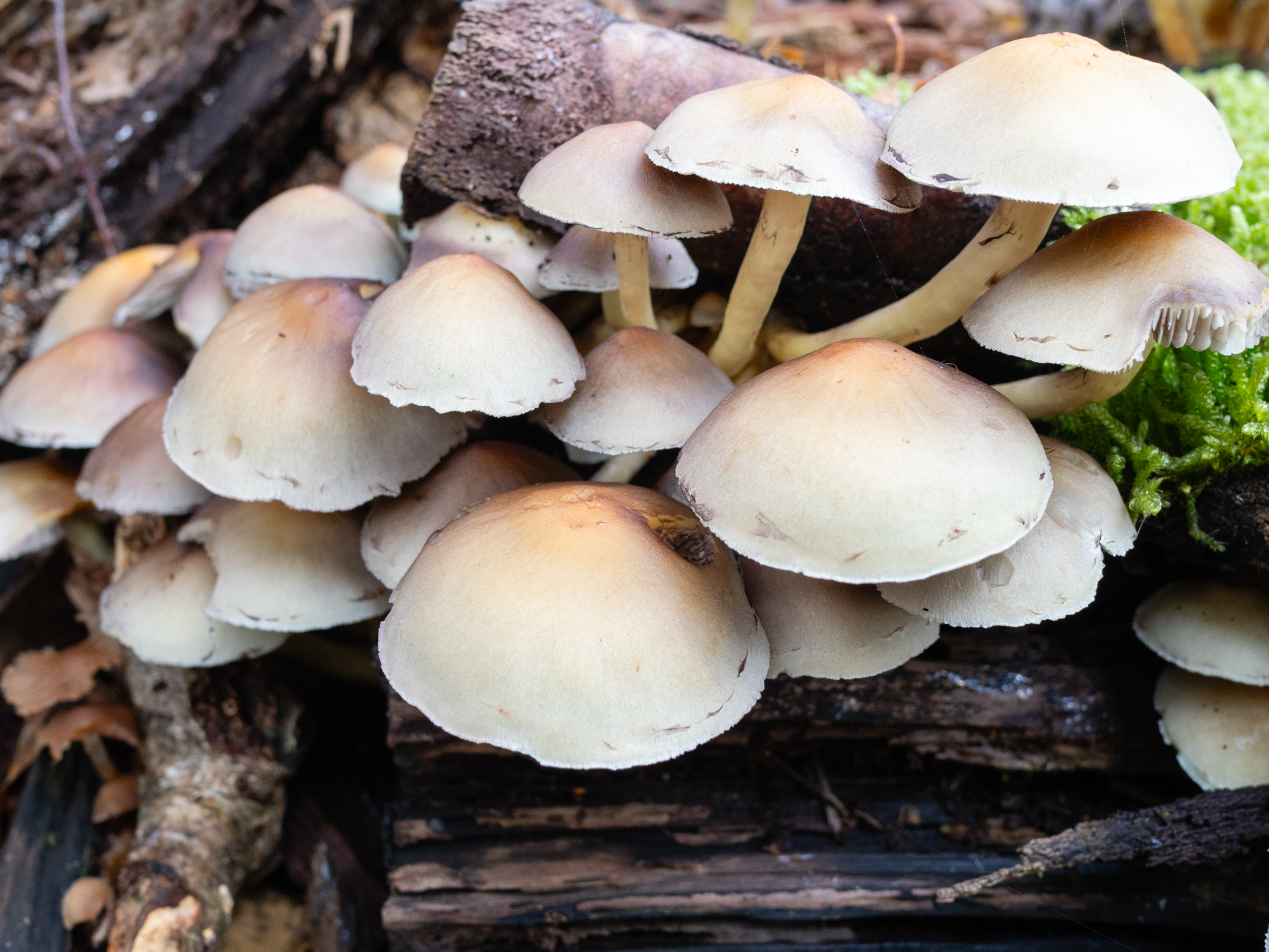 Photo of fungi taken with the Panasonic Lumix GH7.