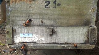 Giant hornet arrivals triggered a previously undescribed acoustic response from the honeybees, which the researchers called "antipredator pipes."