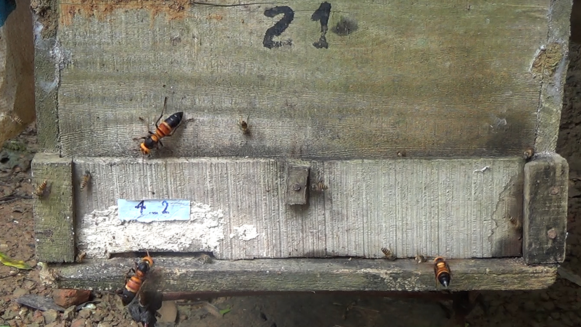 Bees Shriek When Attacked By Giant Cousins Of Murder Hornets Live   KJer5ct9Fskkr3xzEuj2k8 