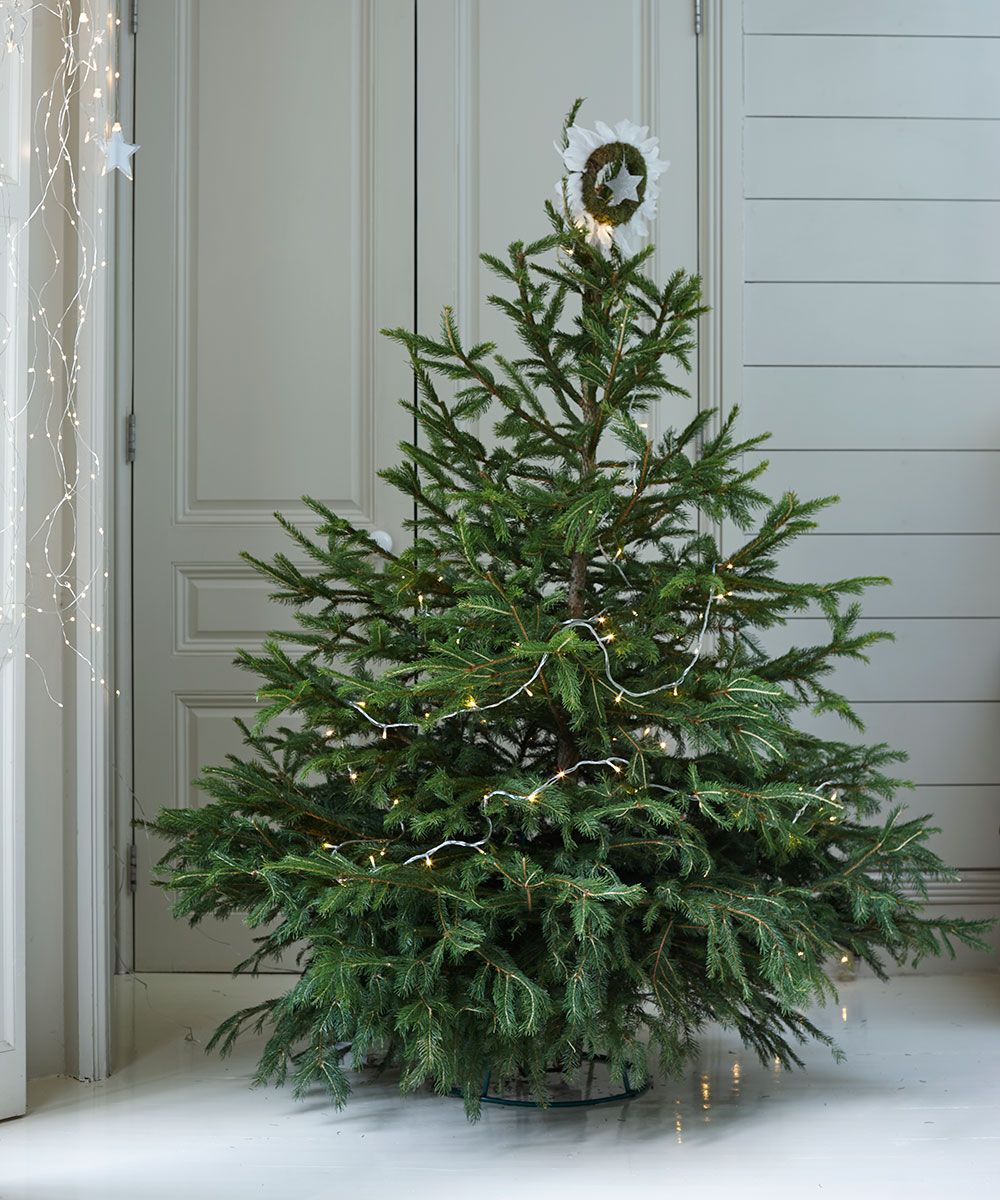 How to decorate a Christmas tree- a step by step guide with tips from ...