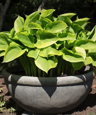 Hosta 'The Leading Edge'