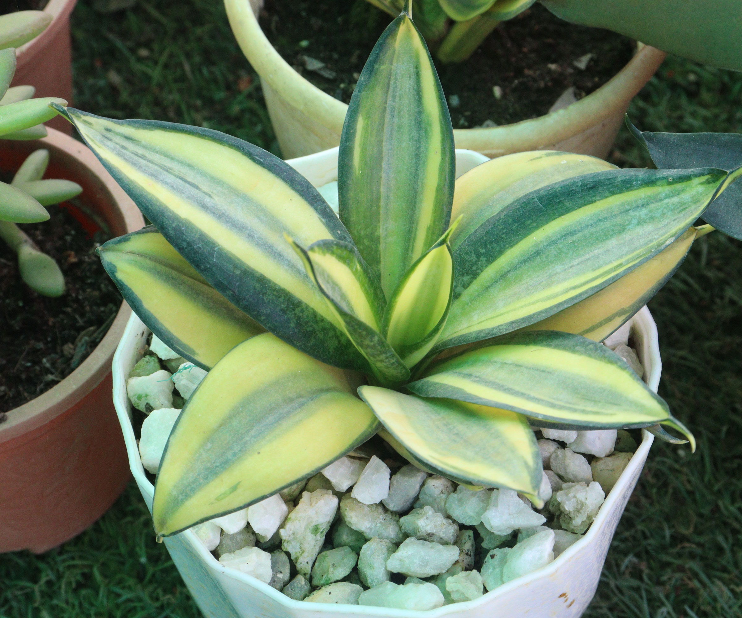 bird's nest snake plant in white container with gravel mix