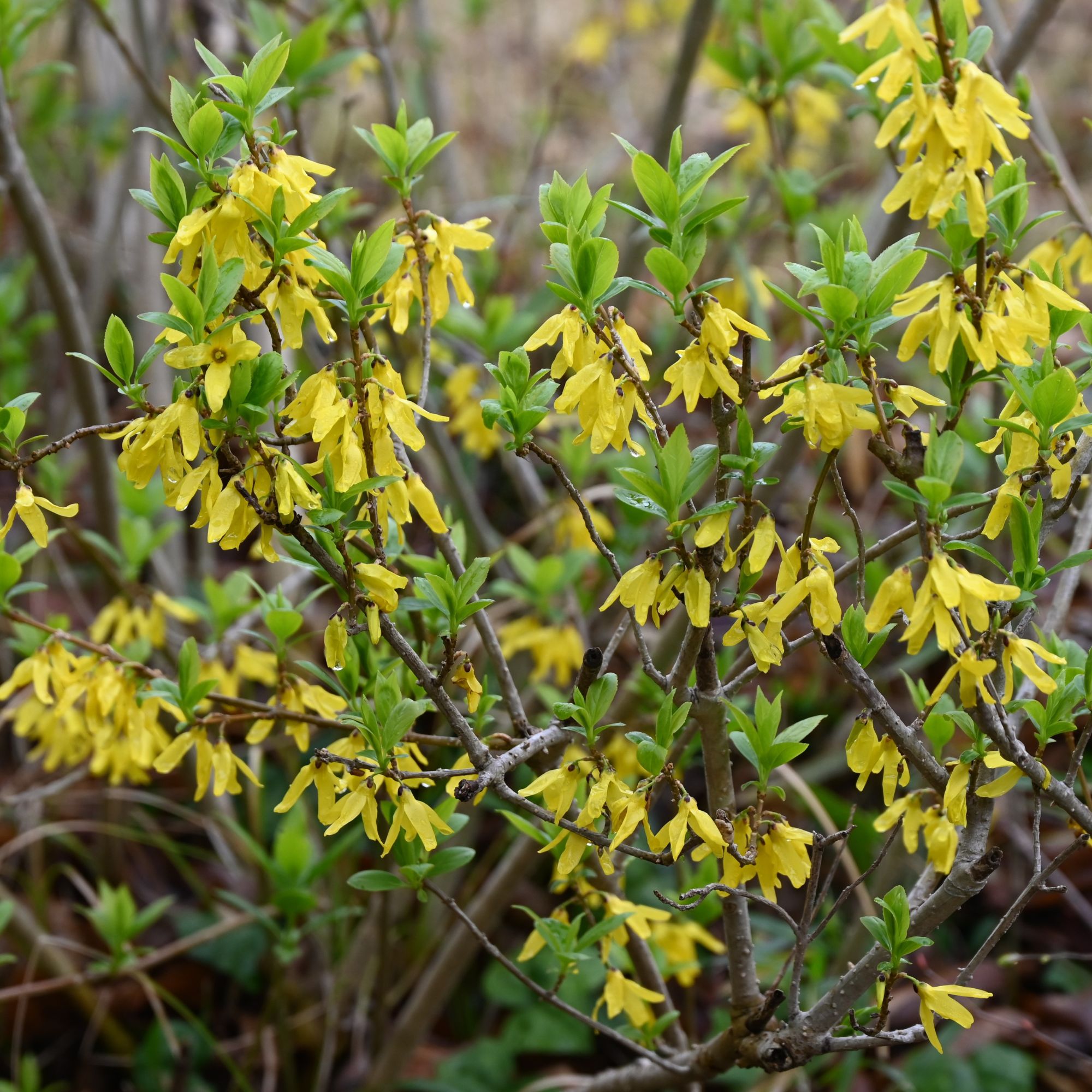 forsythia in autumn garden